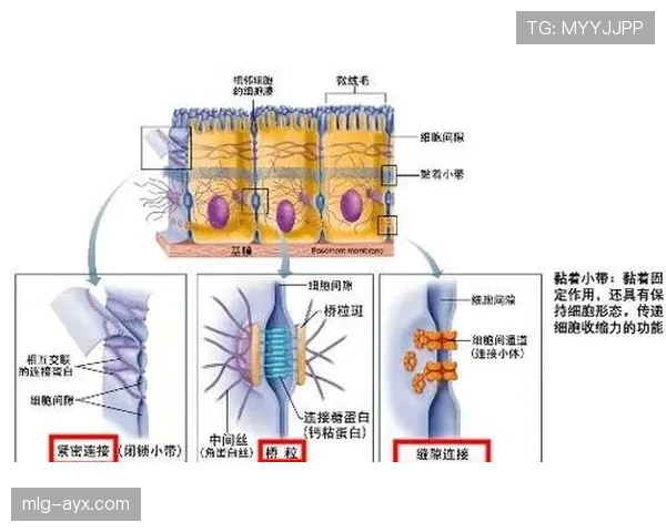 麦迪逊在高位压迫体系中的组织核心作用解析
